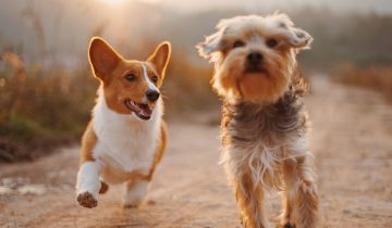 Microchip your Pet!