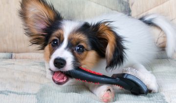 Top 5 Reasons to Brush your Dog’s Coat