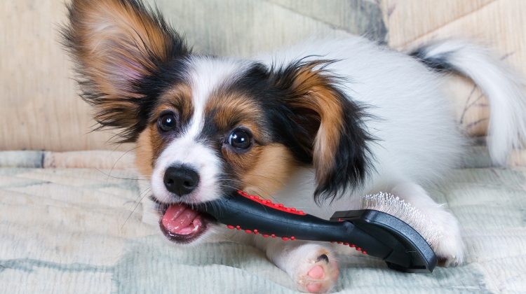 Top 5 Reasons to Brush your Dog’s Coat
