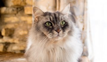 Deworm your Cat – Regulary
